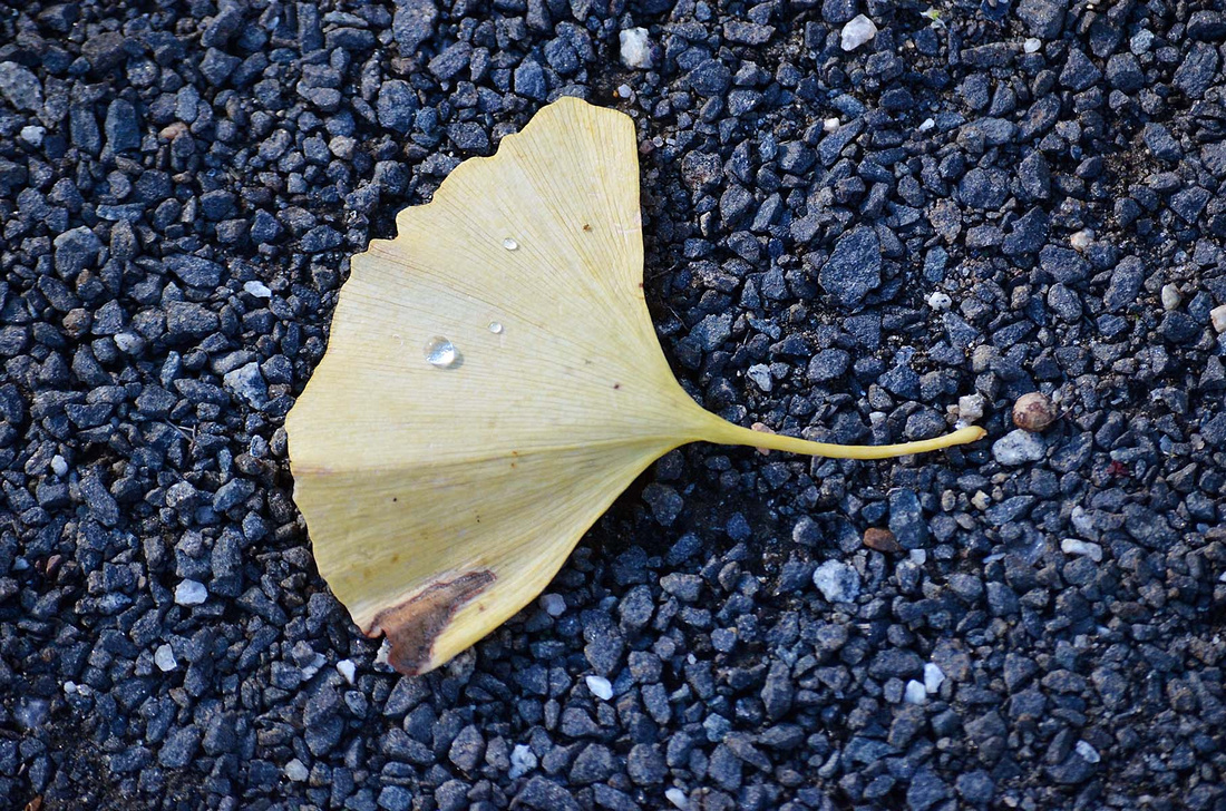 Larch leaf