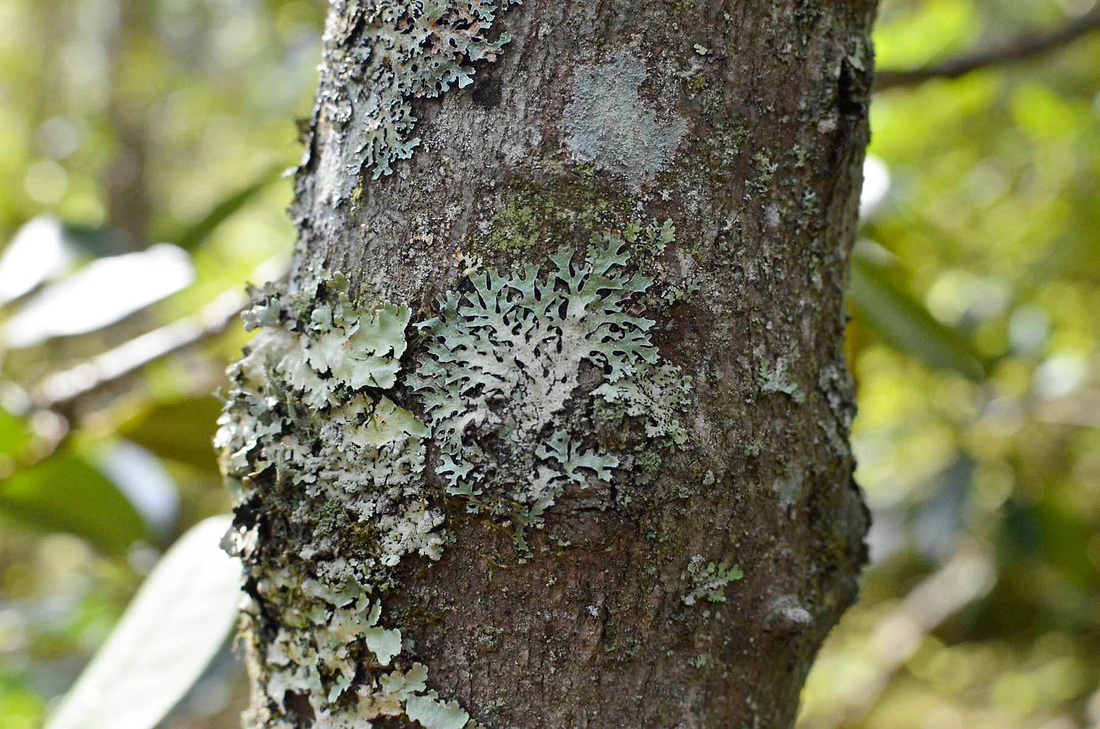 Foray lichens