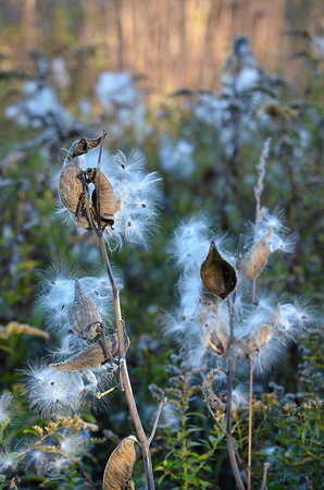 Trustom Pond milkweed