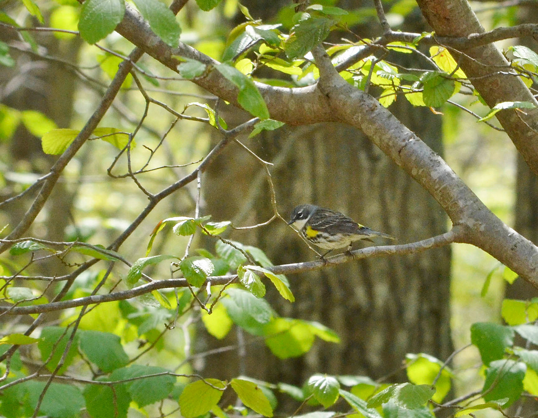 Myrtle warbler in spring
