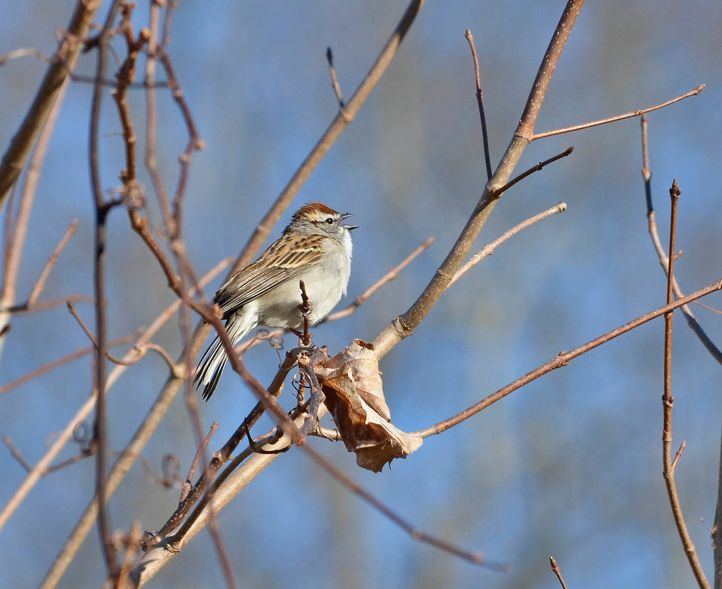 Singing chipping sparrow