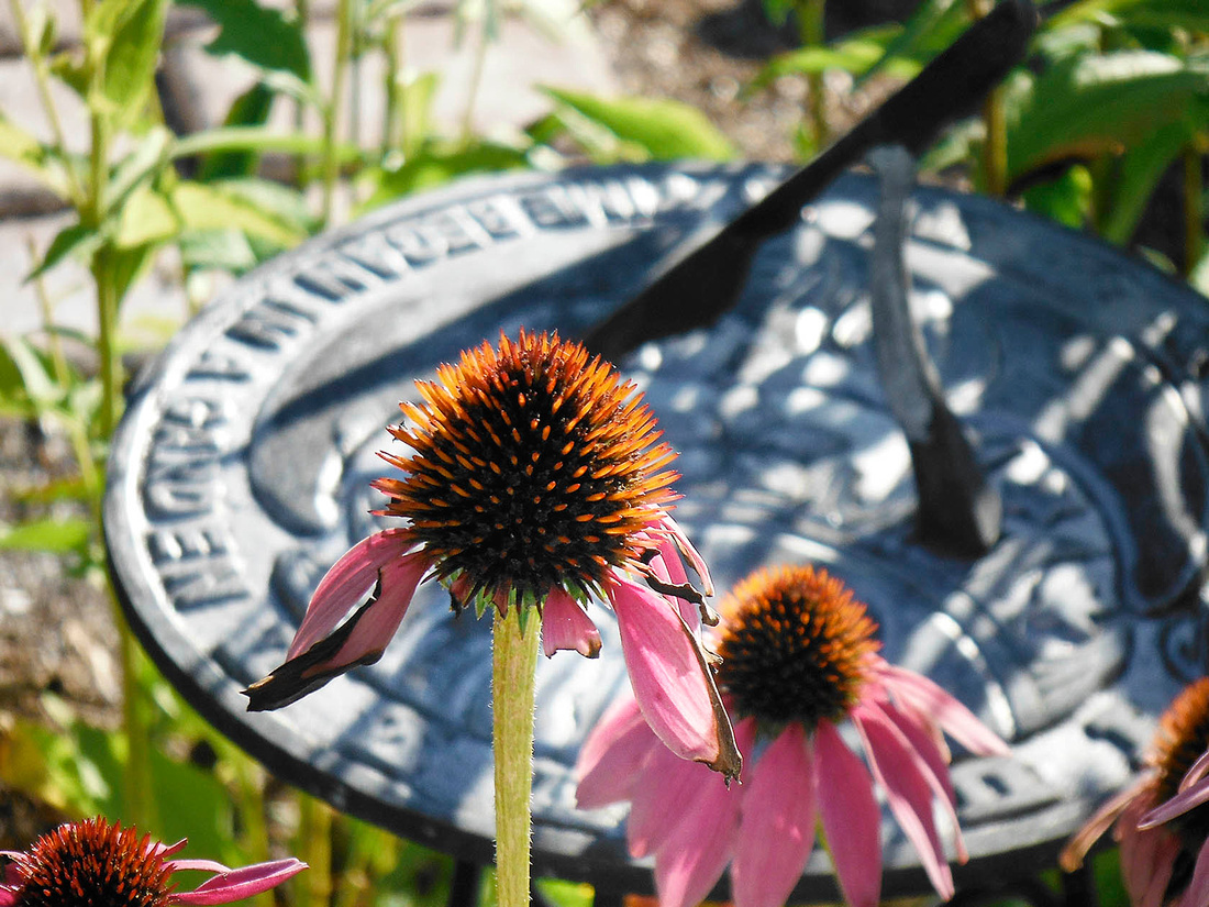 Lutheran garden echinacea