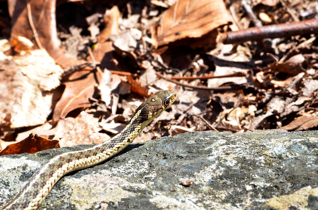 A newly emergent garter snake