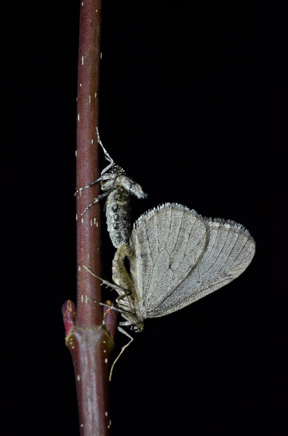 Winter moth mating, Home