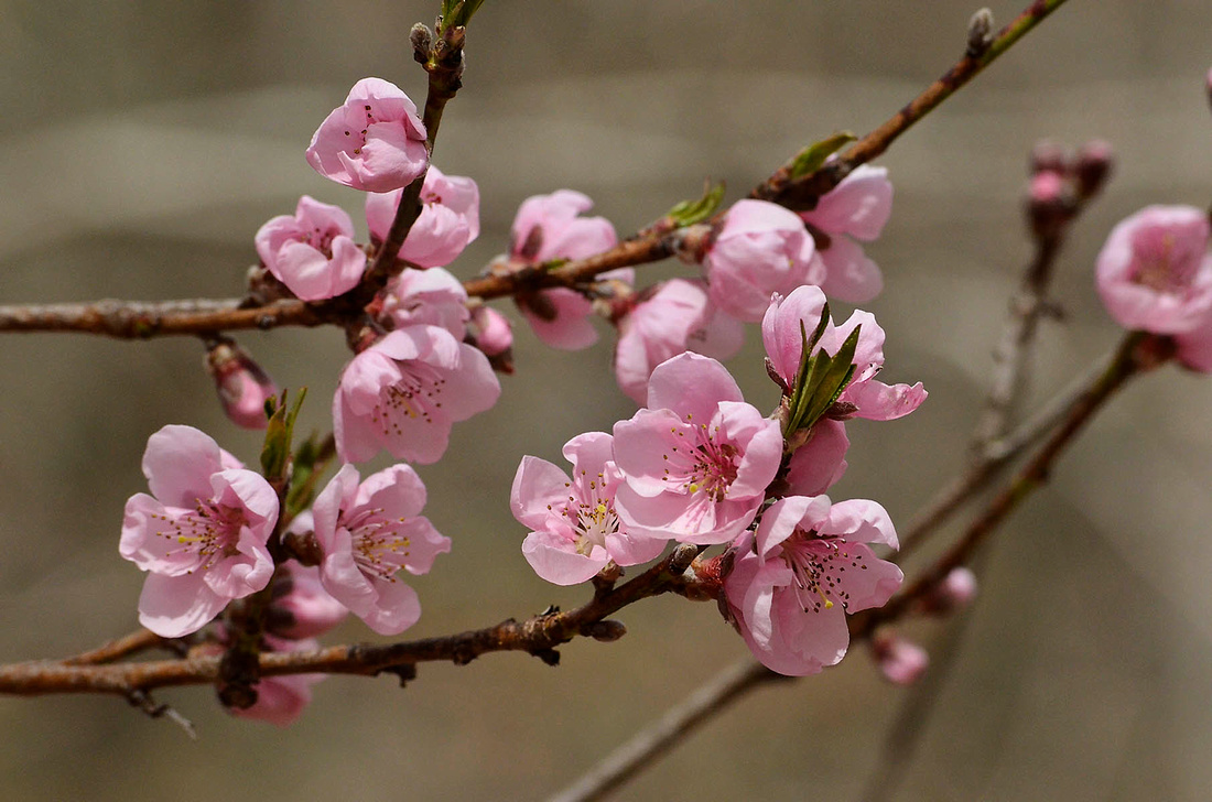 Nectarine blossoms