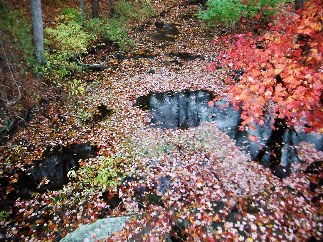 Leaves below the falls
