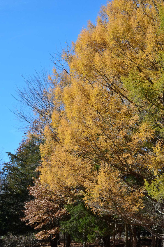 Larch gold