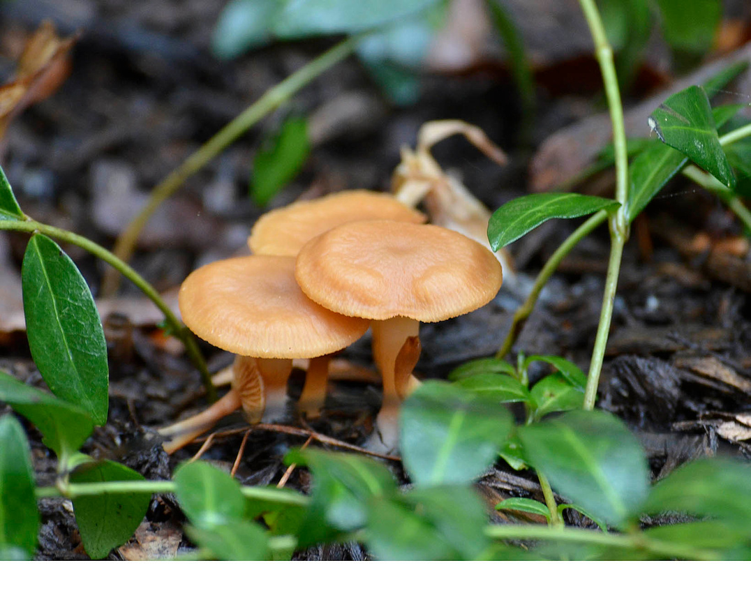 Fungi 2015 season beginning
