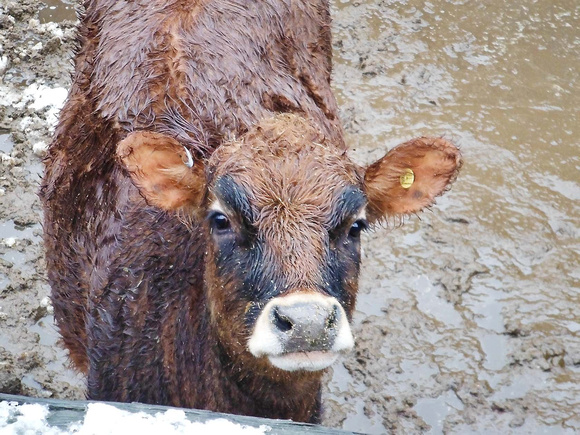 Wet brown cow