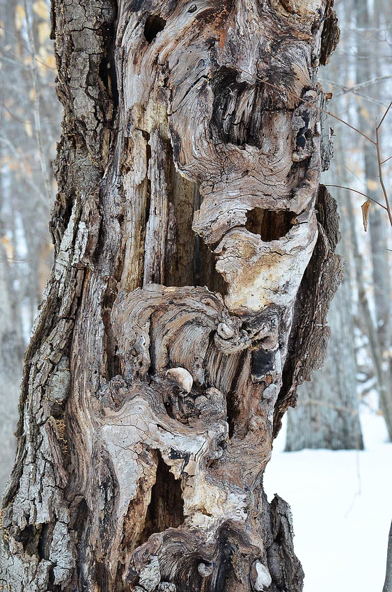 Ancient birch