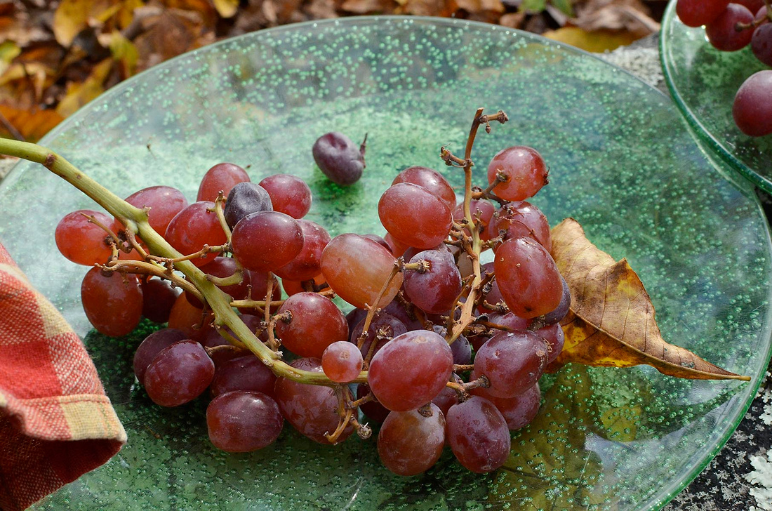 Avalonia picnic grapes
