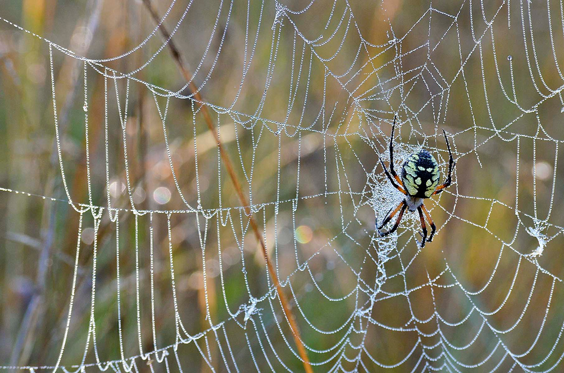Spider and dew-jeweled web