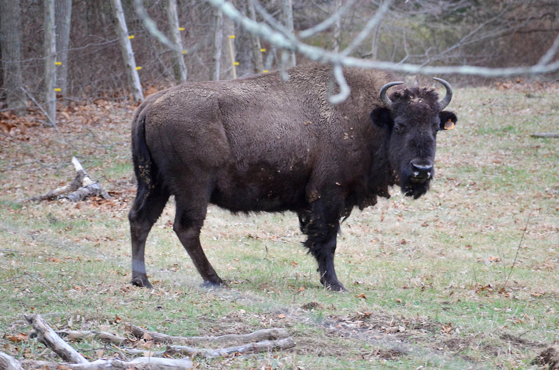 A real buffalo