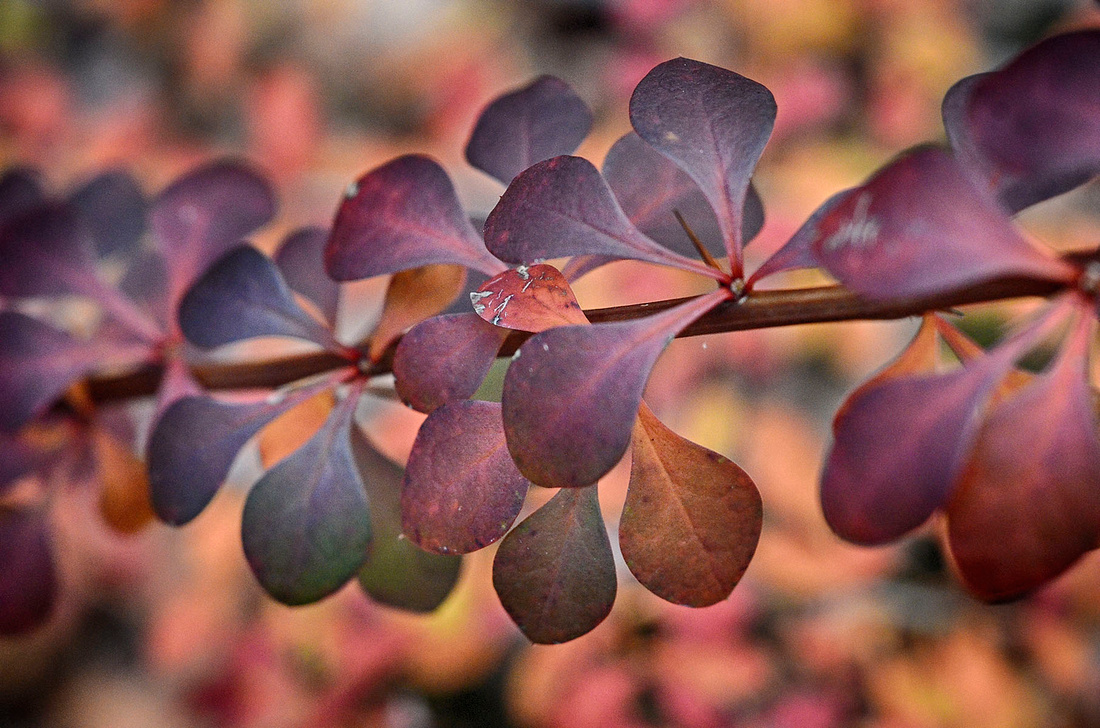 Barberry color, Babcock