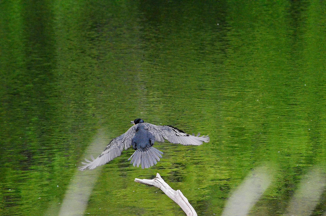 Cormorant takeoff