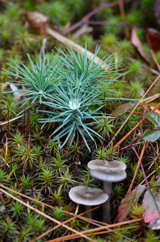 Young evergreen and moss mushrooms