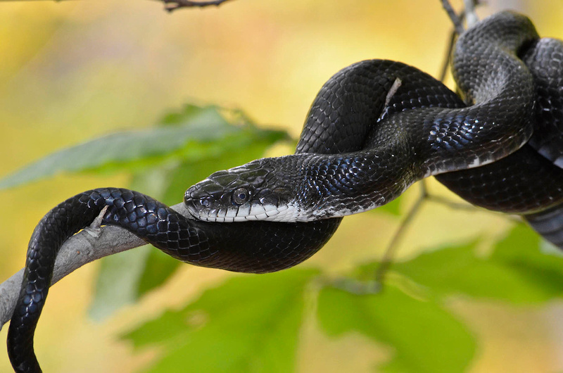 Black snake closeup