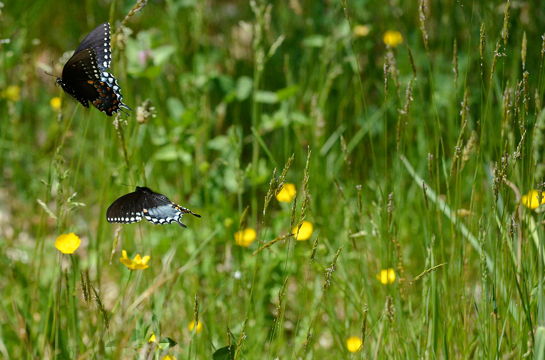 Paired swallowtails