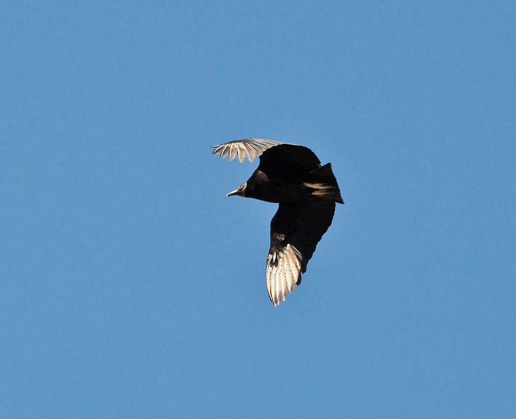 Black vulture airborne