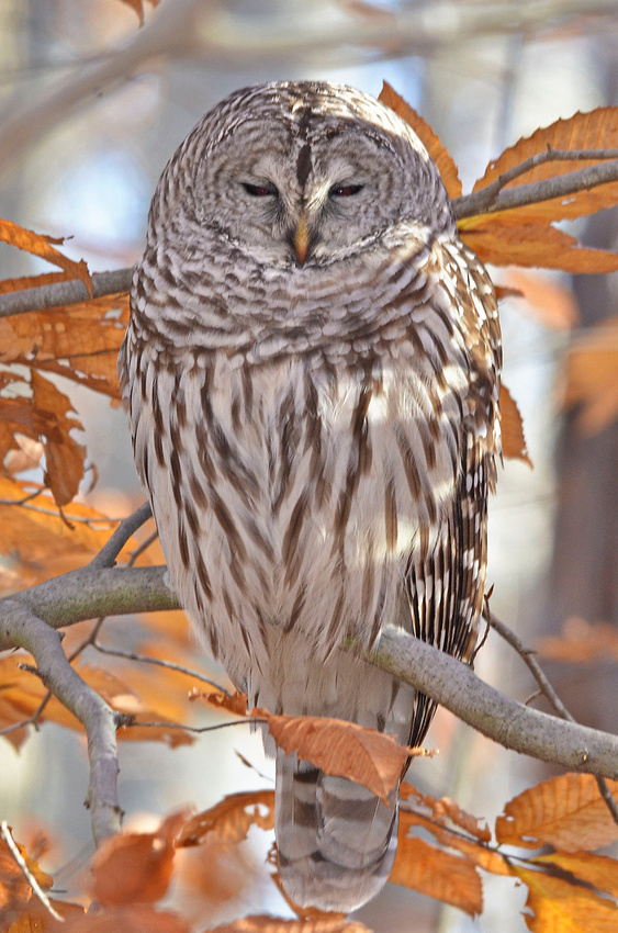 Barred Owl, Kenny's