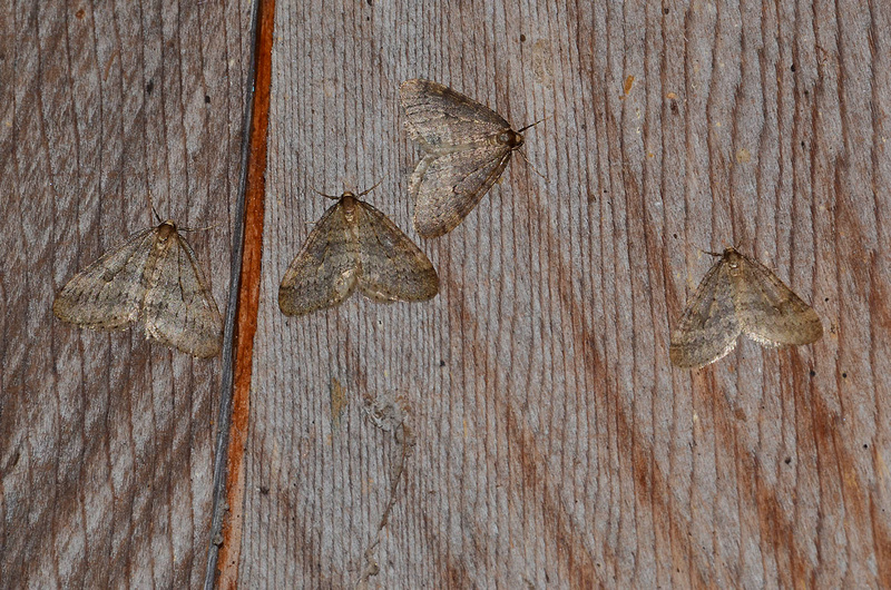 Winter moths