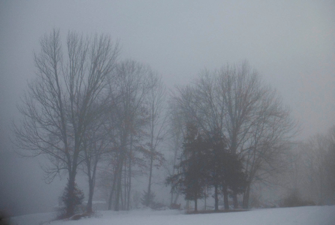 Trees and snow fog