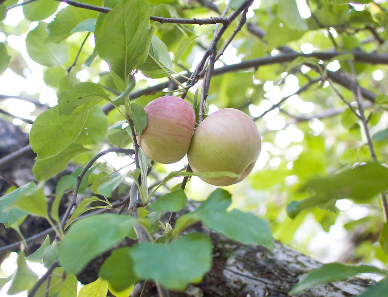 Northern Spy apples