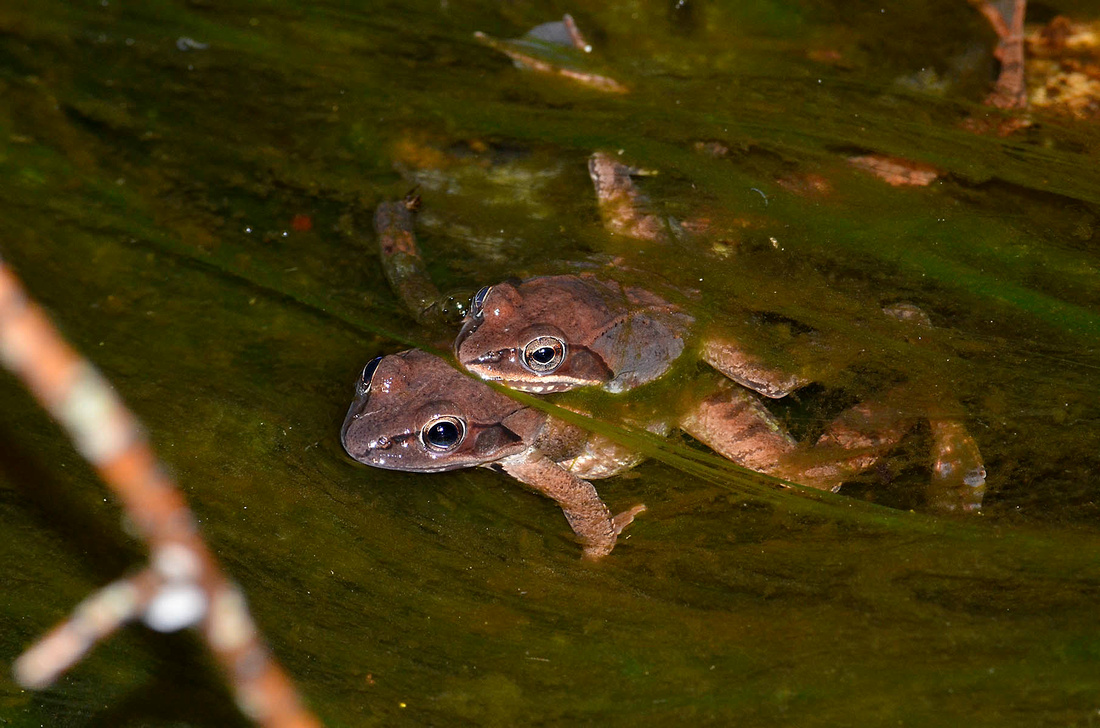 Wood frog couple