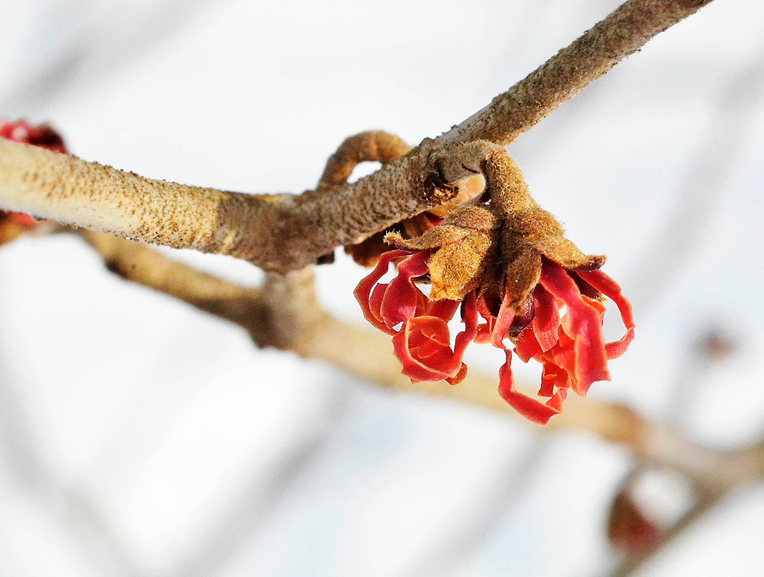 Red witchhazel