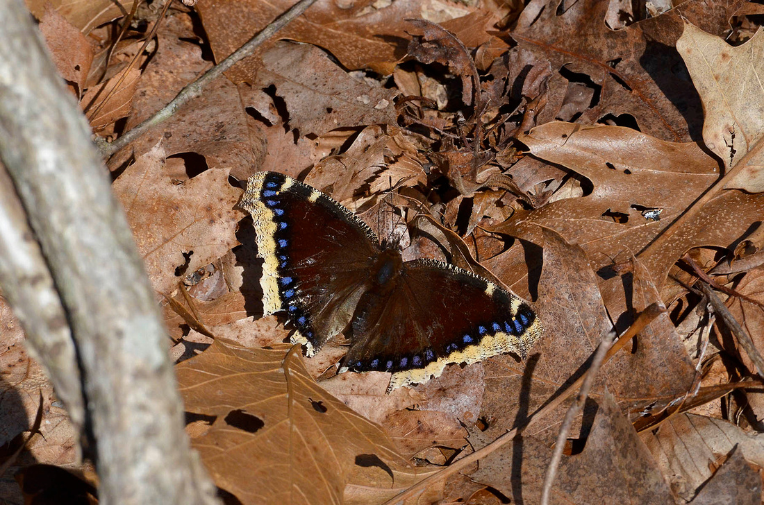 1st Mourning cloak of 2014