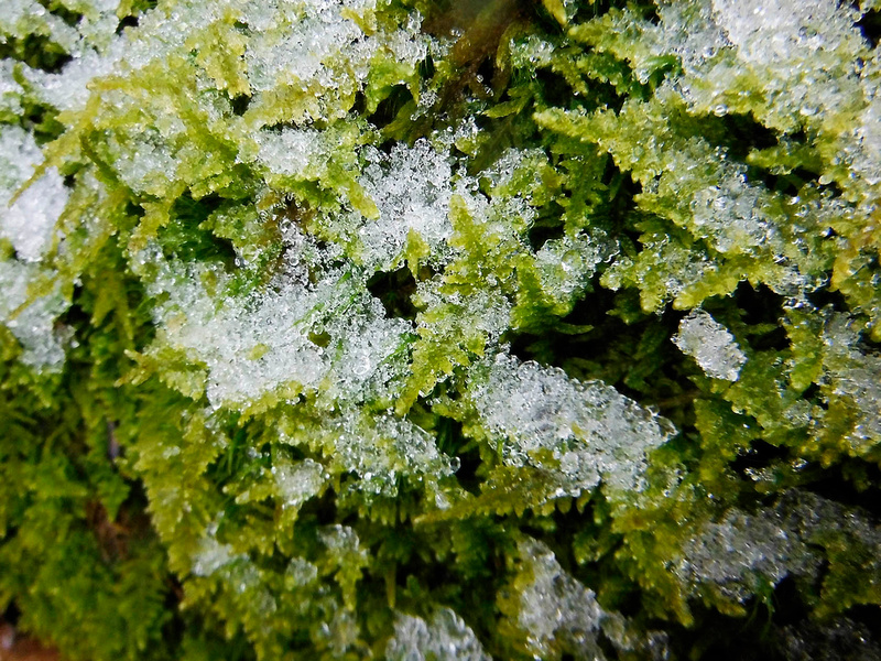 Moss under snow