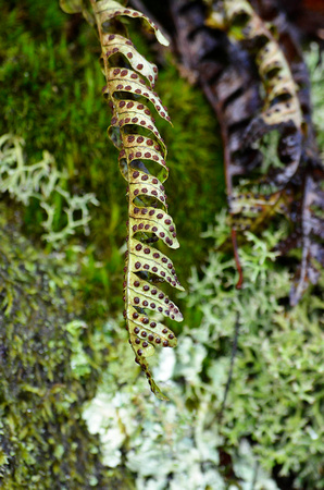 Christmas fern spores