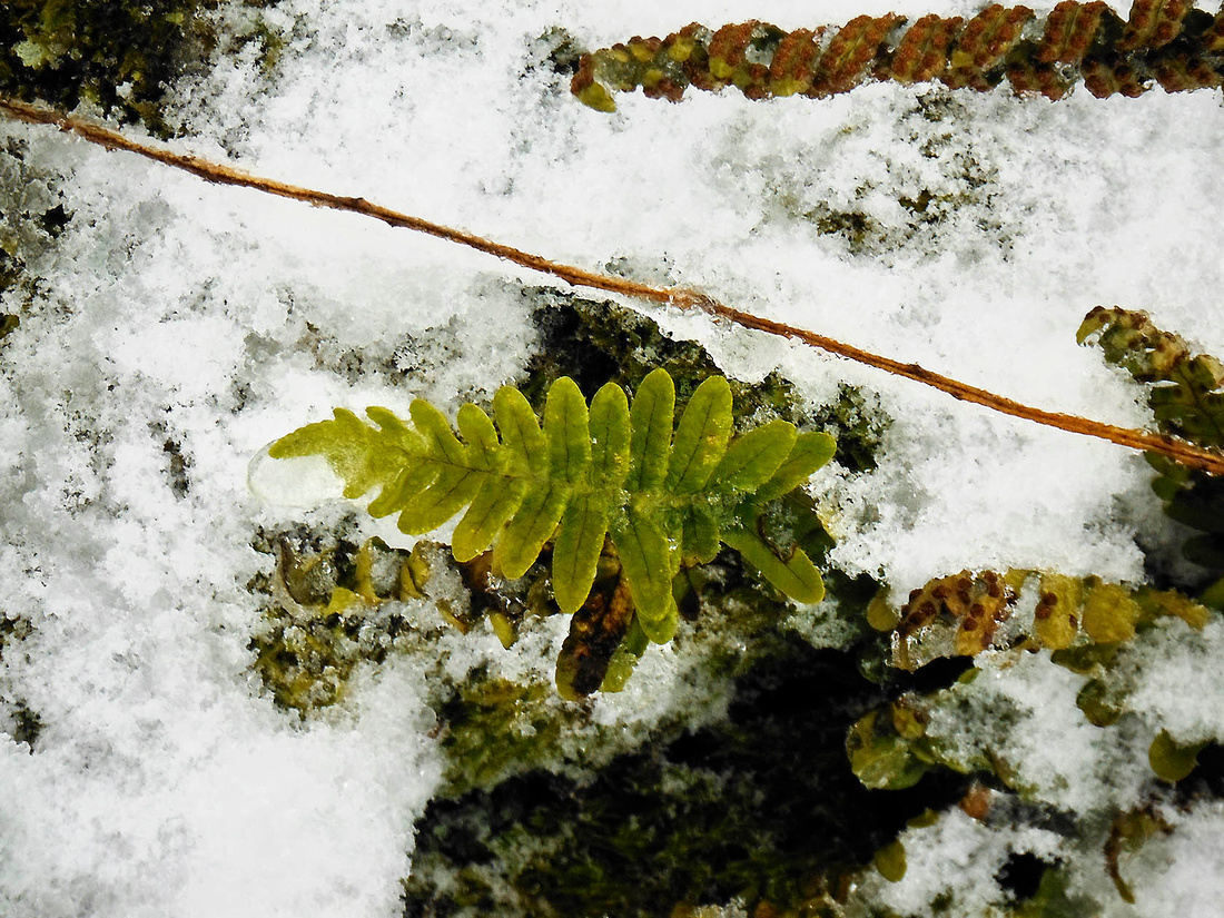 Ice-coated polypody fern