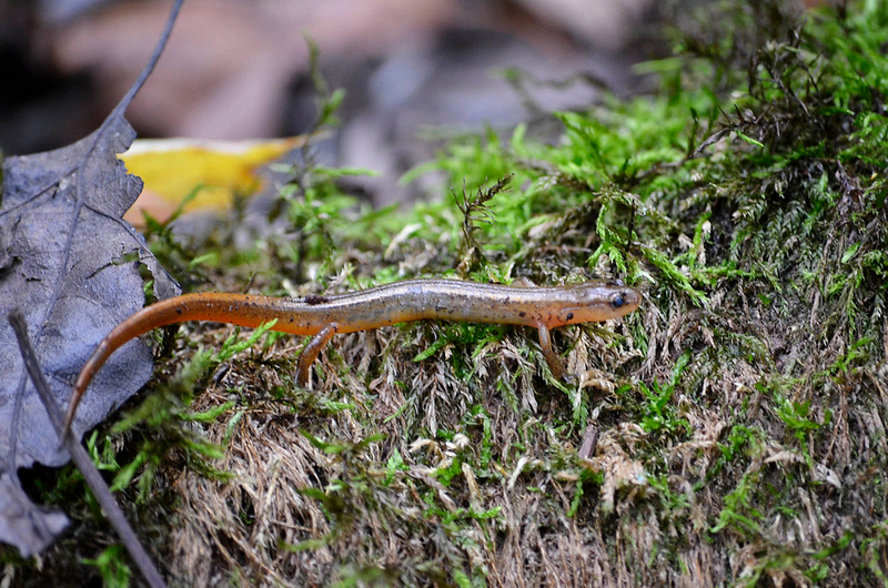 Two-lined salamander