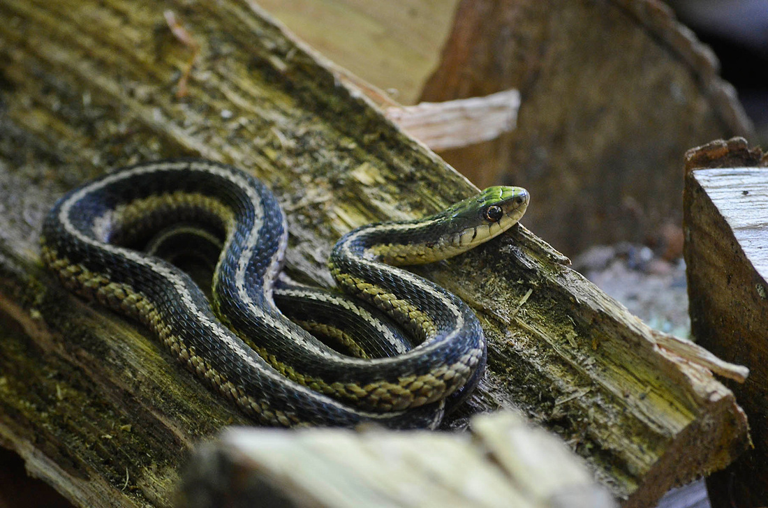 Wood Pile Garter Snake