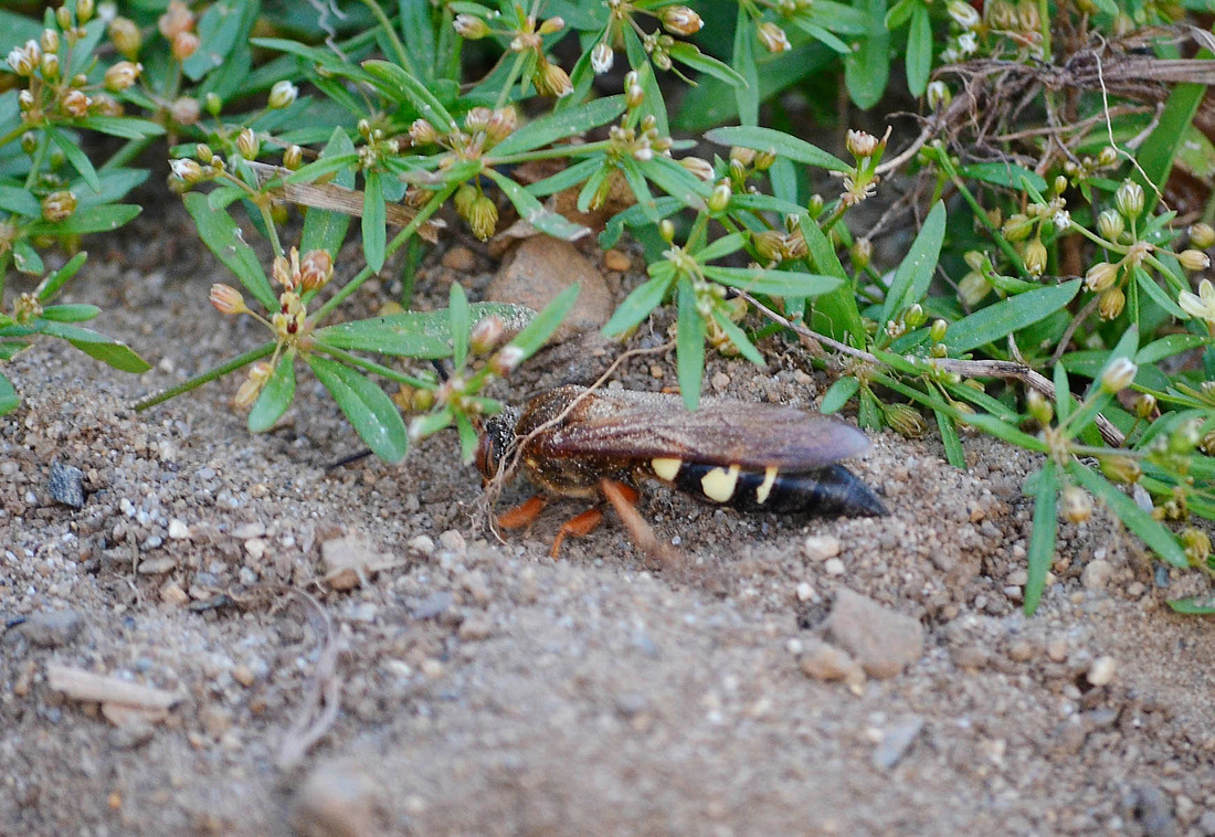 Cicada Killer wasp