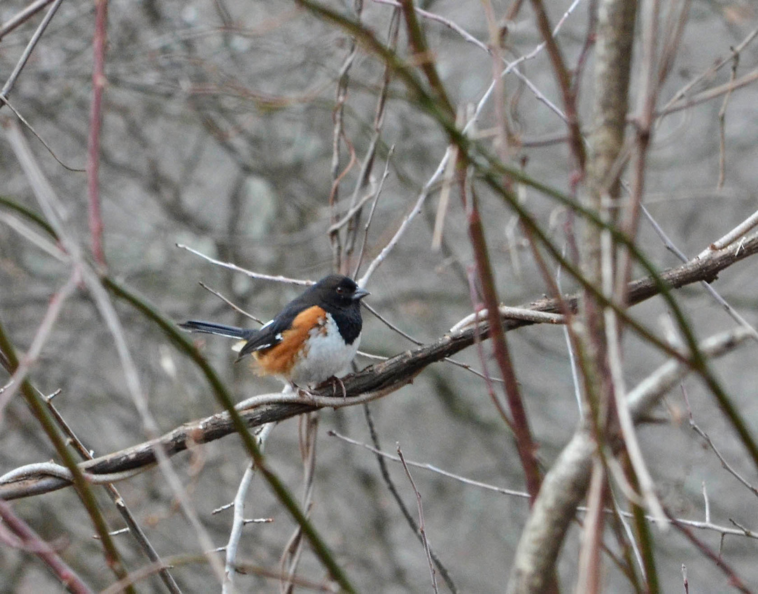 First towhee