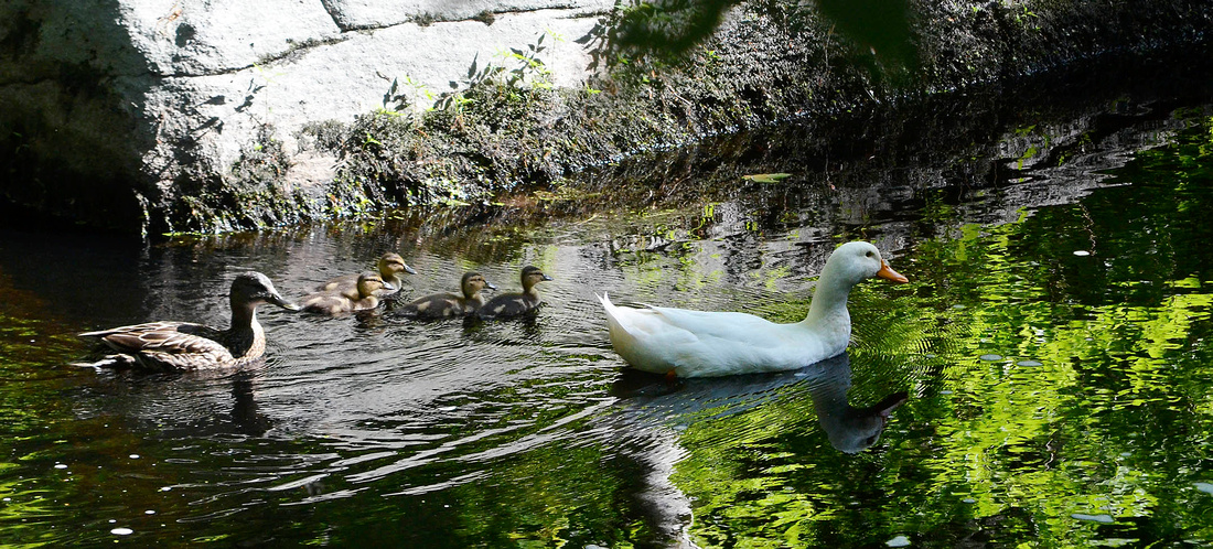 Barnyard duck, its unlikely mate, and kids?