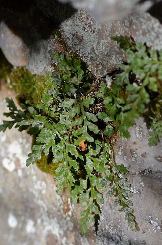 Mountain spleenwort, LH