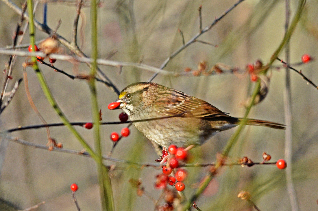 Swamp sparrow, Henne