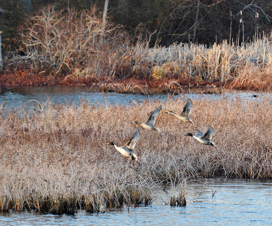 Pintails on the wing